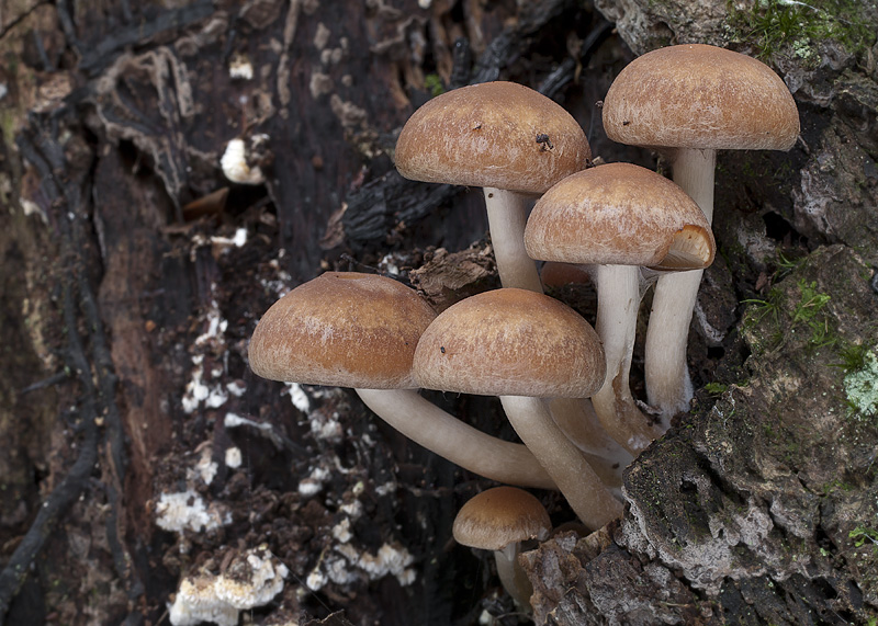 Psathyrella piluliformis